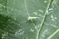 Lyonetia clerkella