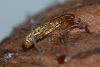 Nemapogon