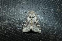 Hecatera bicolorata