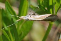 Coleophora vibicella