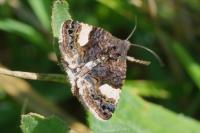 Tyta luctuosa