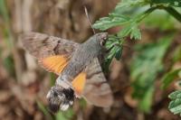 Macroglossum stellatarum