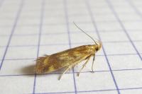 Mirificarma flavella