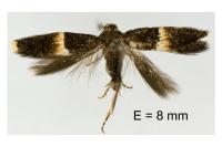 Elachista bisulcella