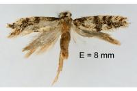 Infurcitinea captans