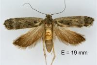 Anacampsis populella