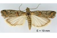 Psorosa mediterranella