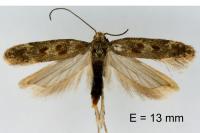 Scrobipalpa salinella