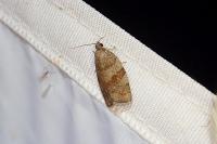 Choristoneura diversana