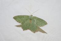 Hemithea aestivaria