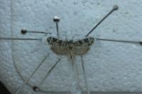 Eudonia delunella
