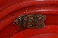 Hofmannophila pseudospretella