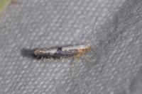 Argyresthia spinosella