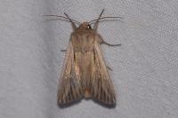 Leucania comma