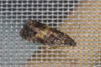 Endothenia nigricostana