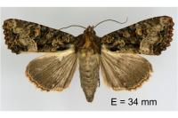 Mesapamea secalella
