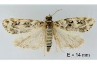Eudonia lineola