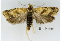 Aethes williana
