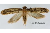 Niditinea fuscella
