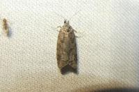 Cnephasia