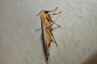 Katha depressa