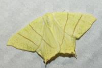 Ourapteryx sambucaria