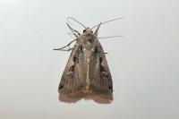 Xestia c-nigrum
