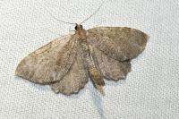 Philereme vetulata