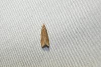 Helcystogramma rufescens