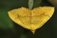 Camptogramma bilineata