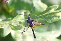 Synanthedon myopaeformis