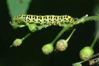 Cucullia scrophulariae