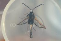 Synanthedon myopaeformis