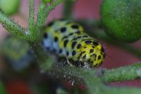 Cucullia scrophulariae