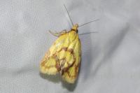 Agapeta hamana