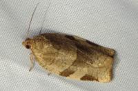 Choristoneura hebenstreitella