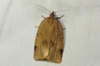 Lozotaenia forsterana