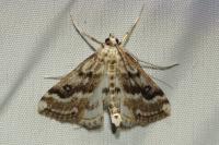 Parapoynx stratiotata