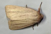 Mythimna pudorina