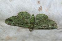 Pasiphila rectangulata