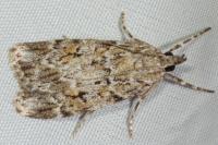Scoparia ambigualis