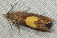 Dichrorampha alpinana