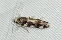 Parachronistis albiceps