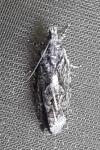 Zeiraphera isertana