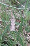 Nomophila noctuella