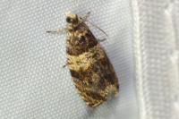 Celypha aurofasciana