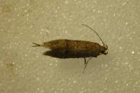 Teleiodes vulgella