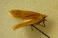 Helcystogramma rufescens