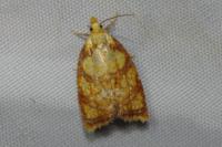 Acleris bergmanniana
