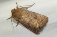 Hoplodrina octogenaria